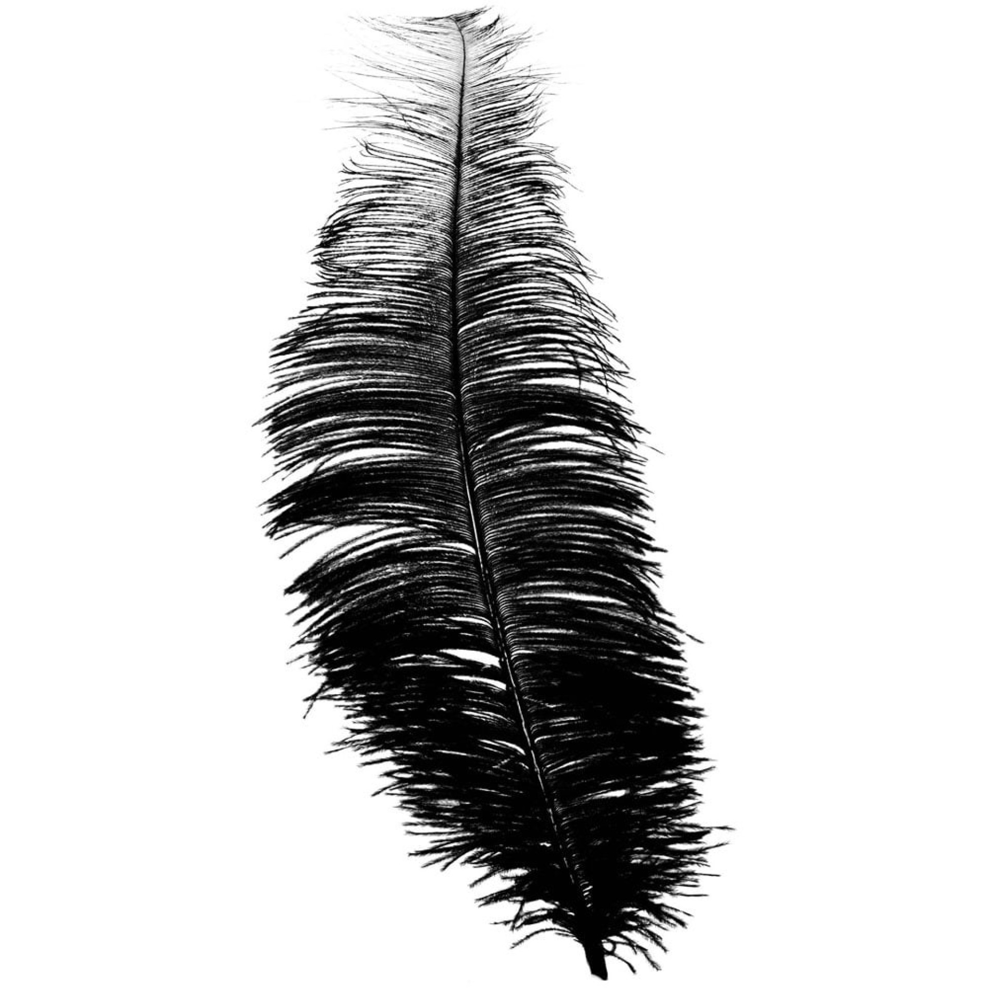 Pena Preta 25 a 34cm