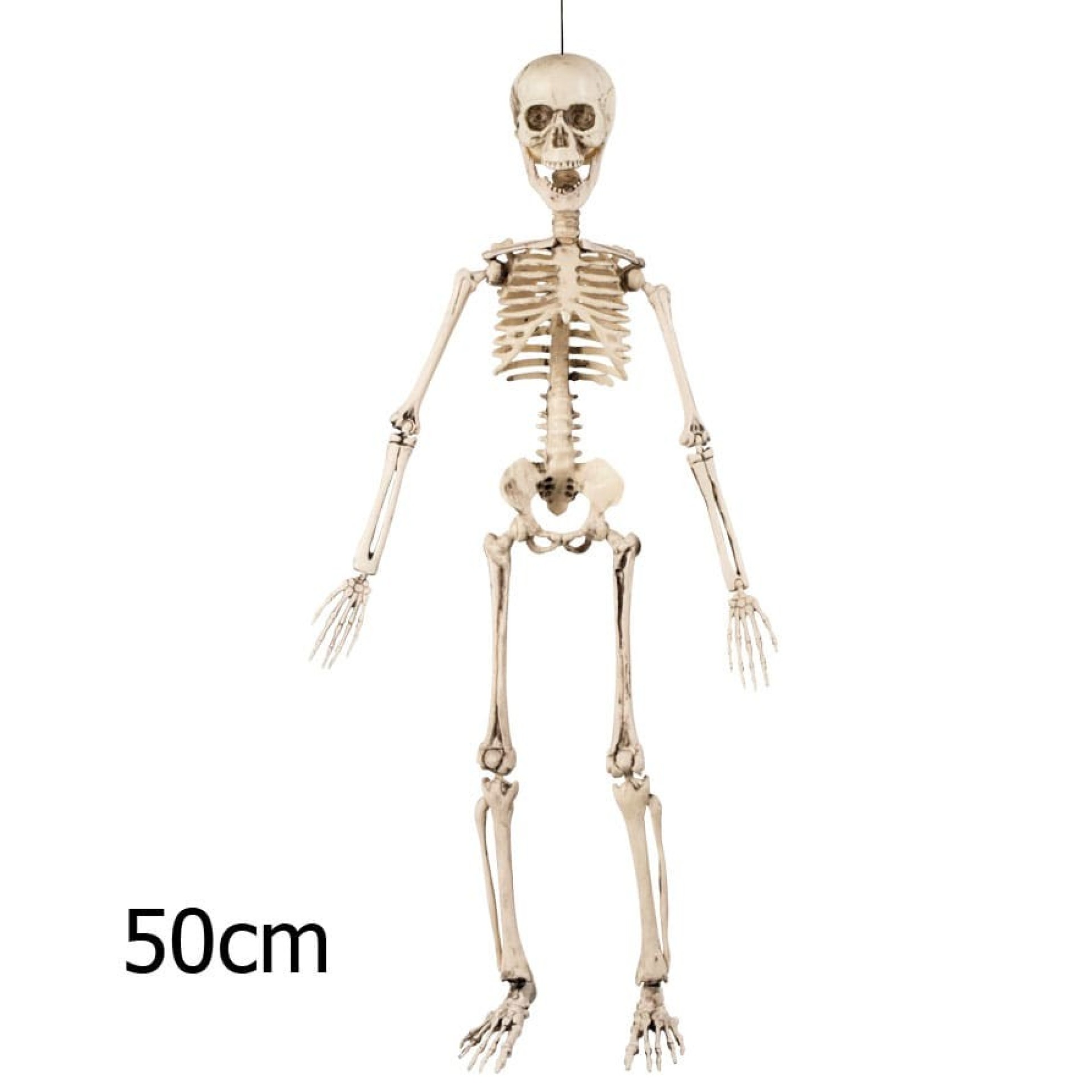 Esqueleto Articulado 50cm