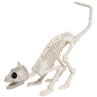 Esqueleto de Gato Esqueleto de Gato