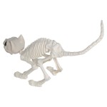 Esqueleto de Gato