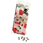 Formigas Pretas Pack de 10