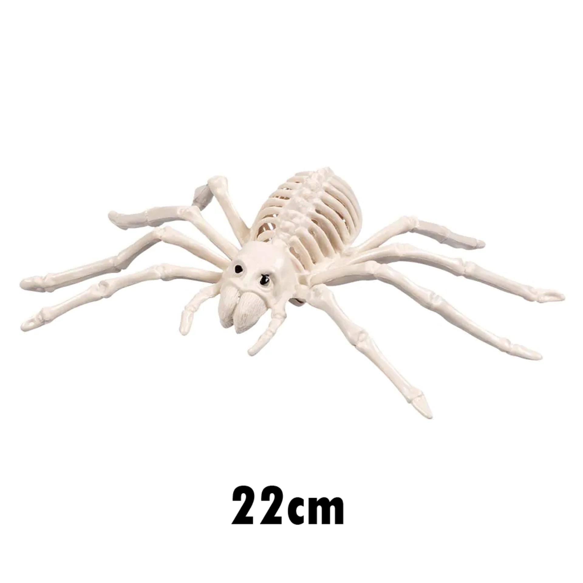 Esqueleto Aranha 22CM