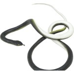 Cobra Surpresa com fio